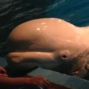 のんの　断捨離中の画像