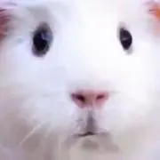 なちたの画像