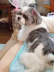 よっしー