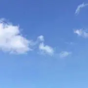 ひまわり。