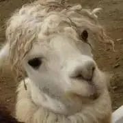 たけのこの山里の画像