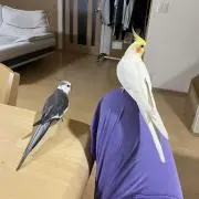 cherry.kinakoの画像