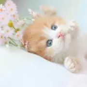 ♡の画像
