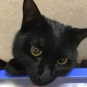 真紅サマ専用 クロネコヤマトでっかい！感謝祭B賞でっかい！ねこ