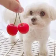 chuuの画像