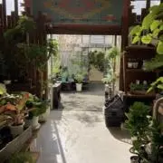 かえるの画像
