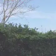 きゃんゆの画像