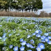 ベリーの画像