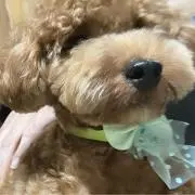 ゆき❁⃘*.゜の画像