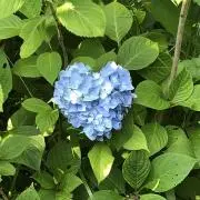 maiの画像