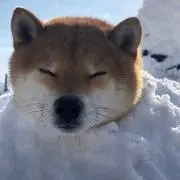 シバチャ