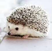 あぽちゃん