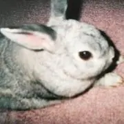 モモの画像