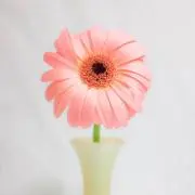 sen