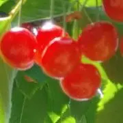 cherryの画像