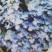 KANARIの画像