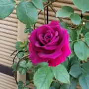 ロザリーの画像
