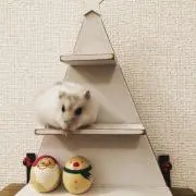 ライチ