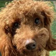 PoodleCoCo