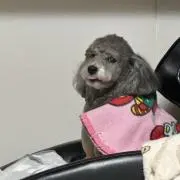せとの画像