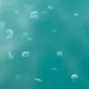 ササミカツ【必ずプロフ確認お願いします】の画像