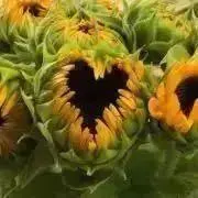 FLOWERの画像