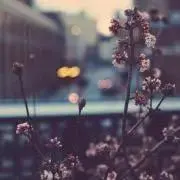 AOIの画像