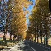 みぃちゃんの画像
