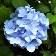 bluemoonの画像