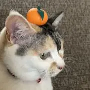微笑み商店の画像