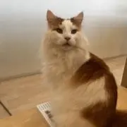 emiの画像