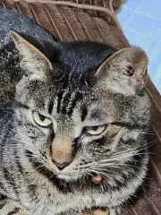 猫飯