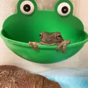 たたた