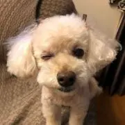じゃがの画像