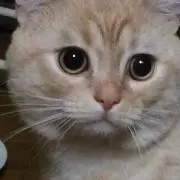 蘭丸