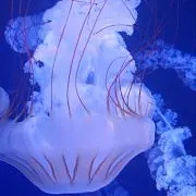 Hachi【即購入OK♪】の画像