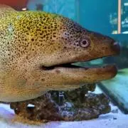 きなこもち