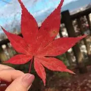 よしだの画像