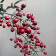 ナンテンの画像