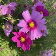 かすみん٭❀*の画像