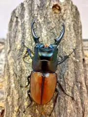 くわバカおやじの画像