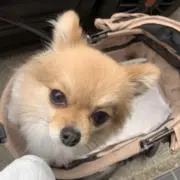 うりの画像