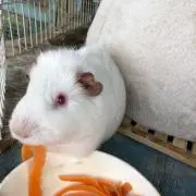 JULIUS