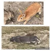 ひたの画像