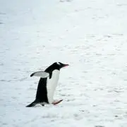 ぺんの画像