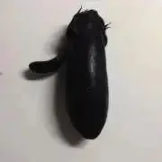 たろうごろうの画像