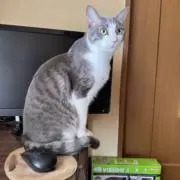 sushisushi