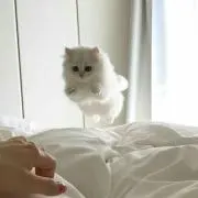 ぽんの画像