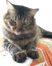 ねこっこの画像