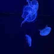 花の画像